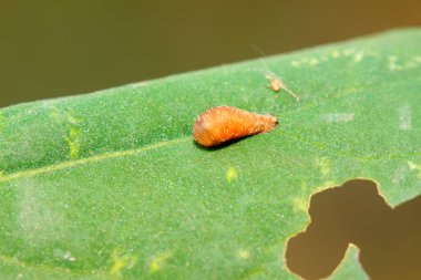 Vahşi doğada böcek pupası
