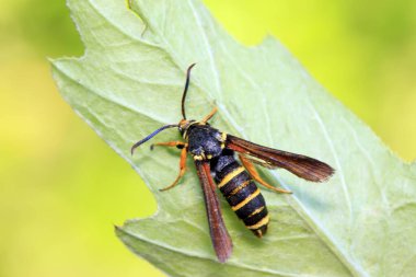 Aegeriidae böcekleri vahşi doğada bitki üzerinde