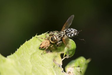 Zıplayan örümcek vahşi doğada