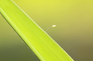 Krisopa böceği yumurtası, fotoğrafa yakın çekim.