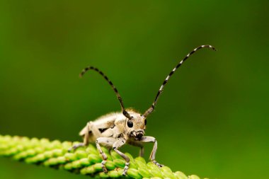 Yeşil yapraklı uzun mısır
