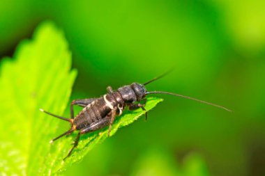 Gryllus larvaları doğadaki bitkiler üzerinde