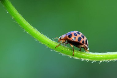 Epilachna vigintioctopunctata doğadaki bitki üzerinde