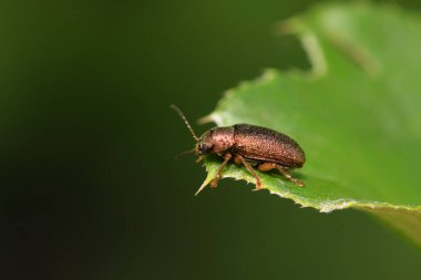 Yaprak böceği vahşi doğada bitkinin üzerinde