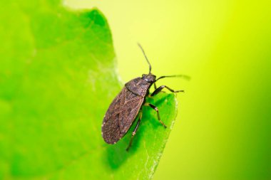 Kokuşmuş böcek doğadaki bitkinin üzerinde