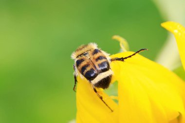 Trichiidae böcekleri doğadaki bitkilerde