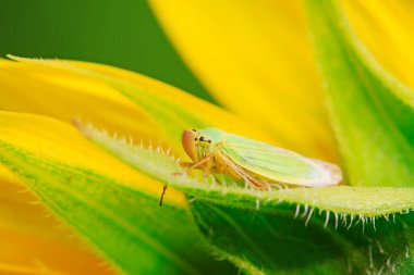 Cicadella viridis doğadaki bitki üzerine