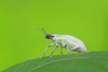 Yabani bitkilerdeki buğday biti