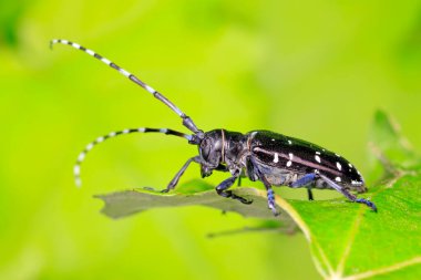 Yeşil yapraklı uzun mısır