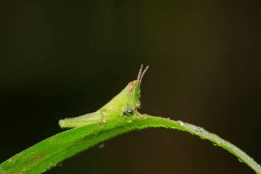Oxyachinensis perileri doğadaki bitkiler üzerinde