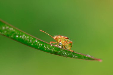 Kokuşmuş böcek doğadaki bitkinin üzerinde