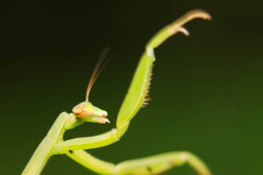 Mantid larvaları doğada bitki üzerinde