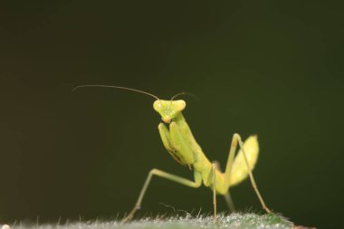 Mantid larvaları doğada bitki üzerinde