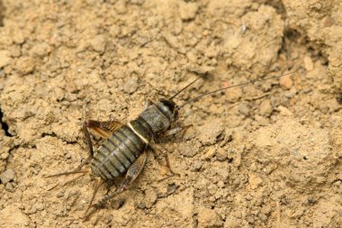 Gryllus larvaları doğadaki bitkiler üzerinde