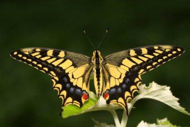 Papilio machaon vahşi doğadaki yeşil bitki üzerine