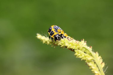 Vahşi doğada yeşil yaprağın üzerindeki boynuzlu kardeşlik. 