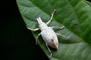 Yabani bitkilerdeki buğday biti