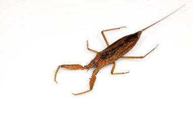 Nepidae böcekleri vahşi doğada yeşil yaprak üzerinde