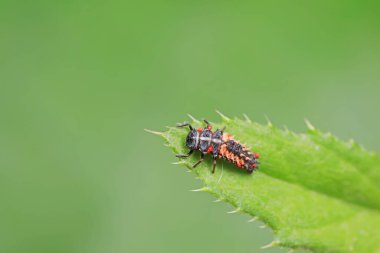 Uğur böceği larvaları, Kuzey Çin 'de yapraklardaki akarcıklar tarafından asalaklaştırılmış.