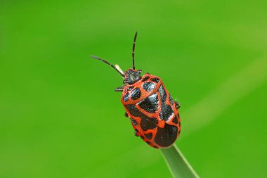 Yeşil yapraklı pis böcek, Kuzey Çin