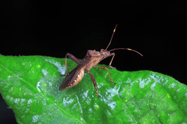 Yeşil yapraklı pis böcek, Kuzey Çin