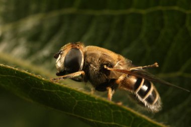 Syrphidae doğal haliyle Kuzey Çin 'de.