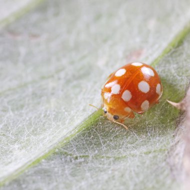 Yeşil yapraklı uğur böceği, Kuzey Chin