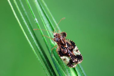 Yeşil yapraklı pis böcek, Kuzey Çin