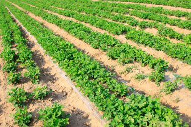 Fıstık tohumu vahşi doğada filizleniyor, fotoğrafa yakın çekim