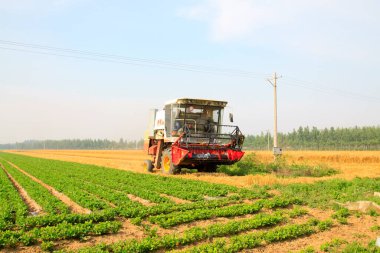 LUANNAN COUNTY - 15 Haziran 2014 'te, Luannan Eyaleti, Hebei Eyaleti, Çin' de hasatçı hasat ediyor.