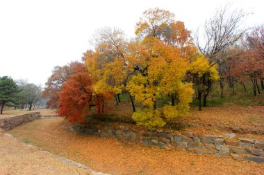 Chengde Dağı tatil köyündeki renk ağaçları, Chengde Şehri, Hebei Eyaleti, Çin