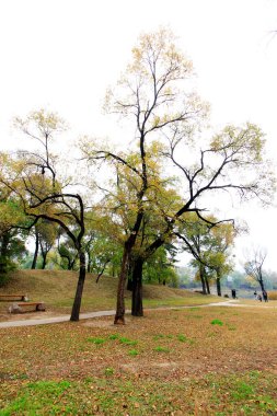 trees in the park, closeup of photo