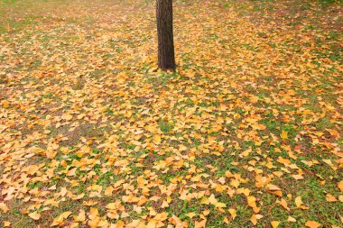 Ginkgo biloba yaprakları ve ağaç gövdeleri, fotoğrafa yakın çekim