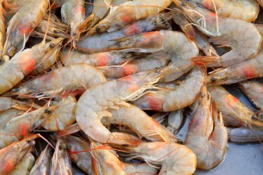 Taze karidesleri kapatın. 