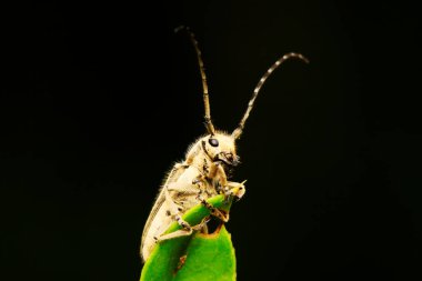 Yeşil yapraklı uzun mısır