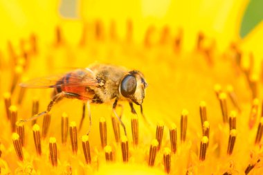 Frengigiller doğadaki bitkilerde