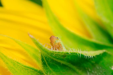 Cicadella viridis doğadaki bitki üzerine