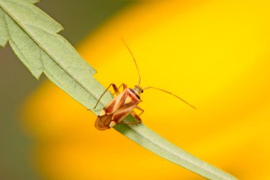 çekirke üzerinde vahşi yaprak yeşil