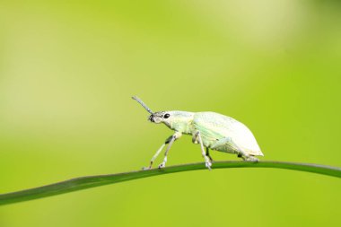 Yabani bitkilerdeki buğday biti