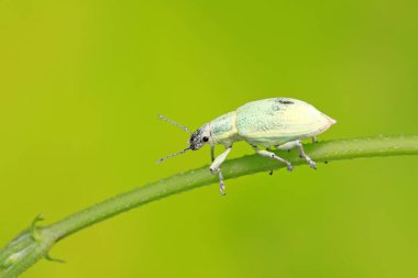 Yabani bitkilerdeki buğday biti