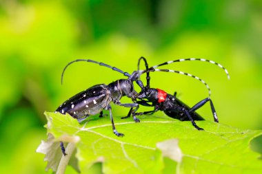Yeşil yapraklı uzun mısır