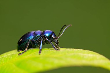 Chrysochus chinensis Baly doğadaki bitki üzerine