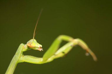 Mantid larvaları doğada bitki üzerinde