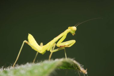 Mantid larvaları doğada bitki üzerinde