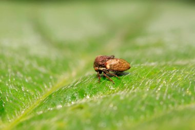 Membracidae böcekler üzerinde vahşi yaprak yeşil