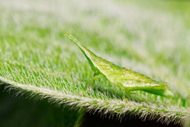 Atractomorpha sinensis Bolvar doğadaki bitki üzerine