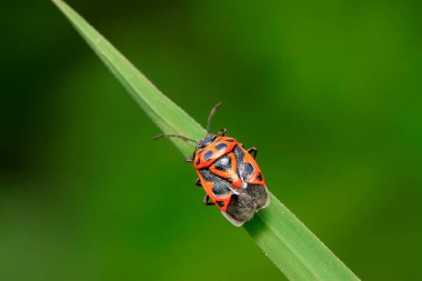 çekirke üzerinde vahşi yaprak yeşil