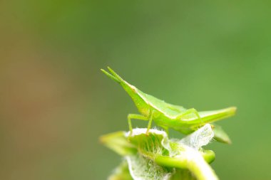 Atractomorpha sinensis Bolvar doğadaki bitki üzerine