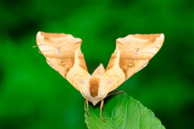 hawkmoth üzerinde vahşi yaprak yeşil fasulye