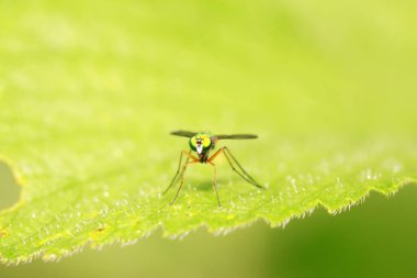 Dolichopodidae böceği doğada bitki üzerinde